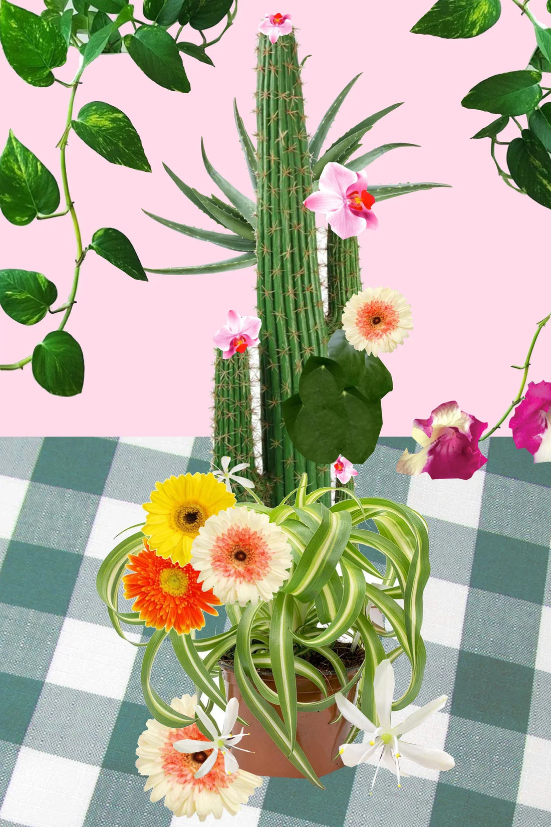 how houseplants helped me put down roots in new york