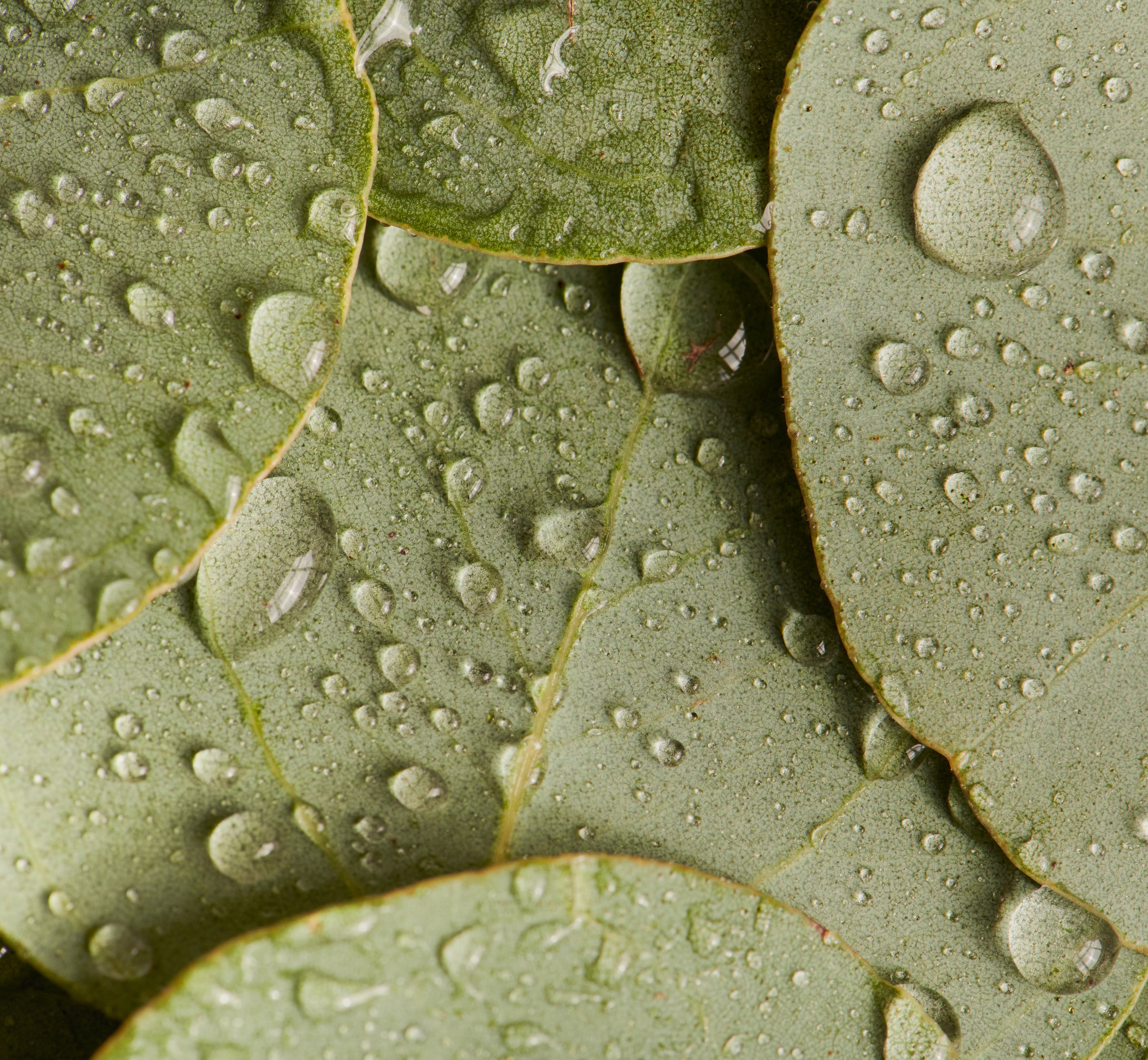 Eucalyptus Sheets Buffy