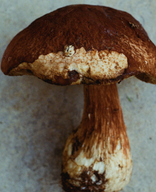 Porcini